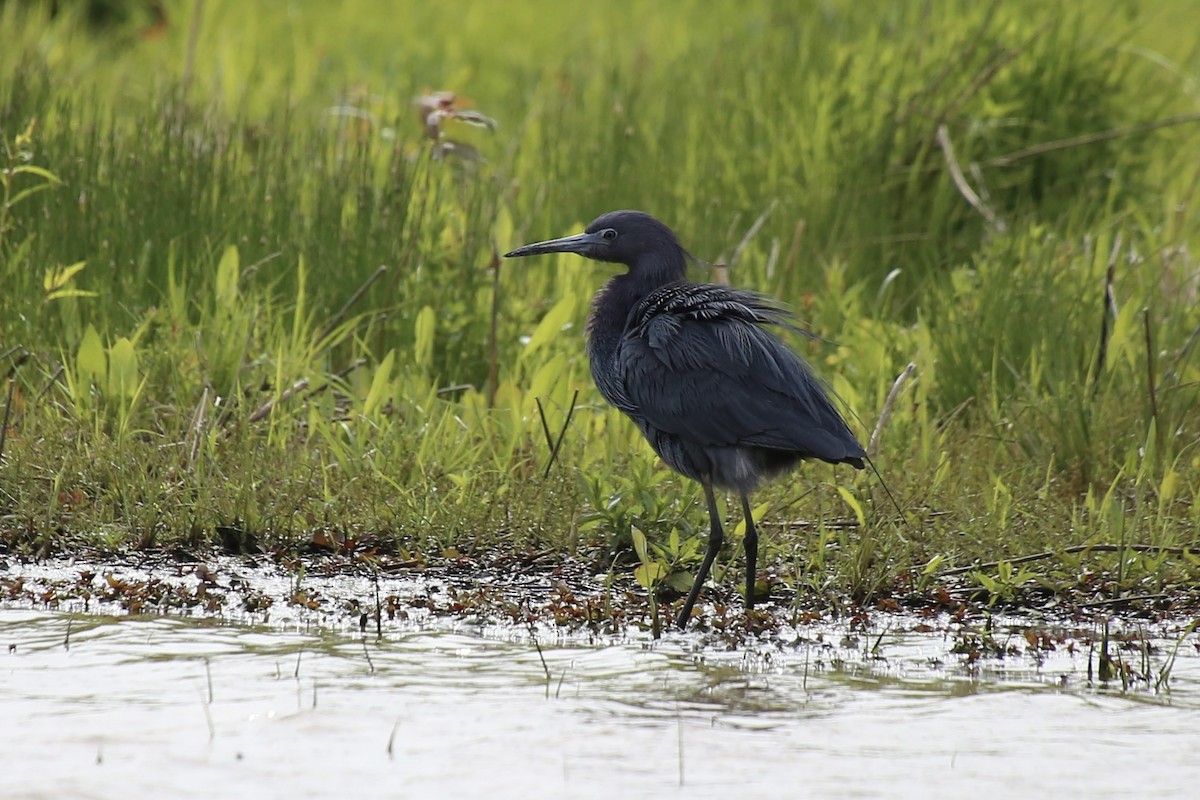 Little Blue Heron - ML617850437