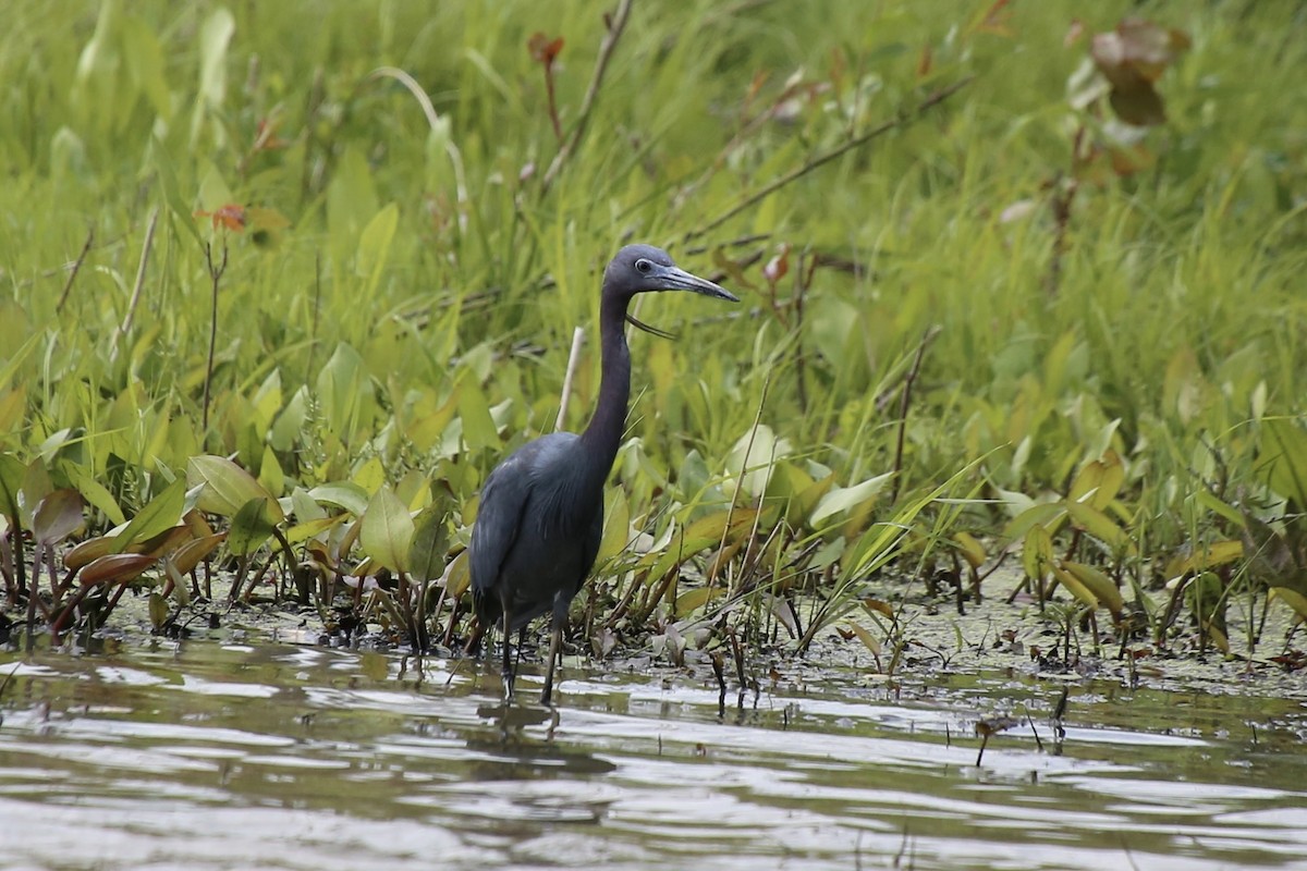 Little Blue Heron - ML617850438