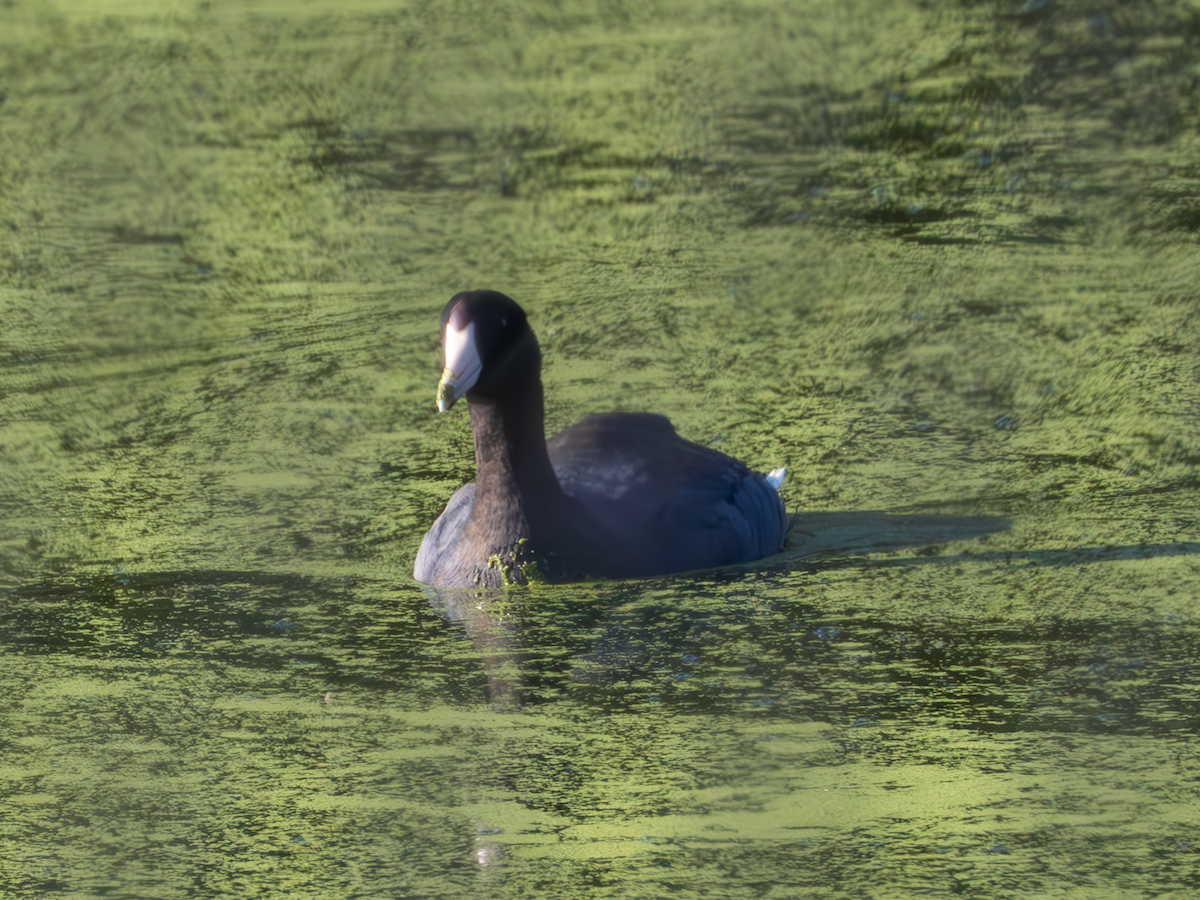 American Coot - George Bailey