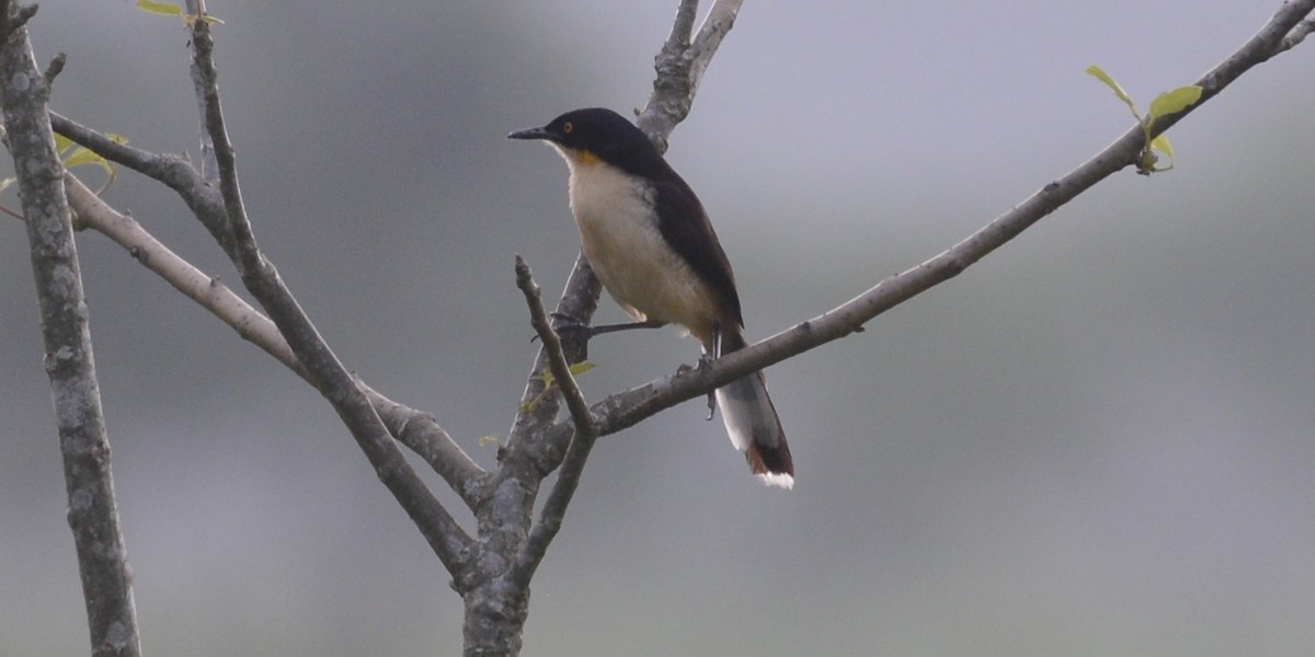 Black-capped Donacobius - Spencer Vanderhoof