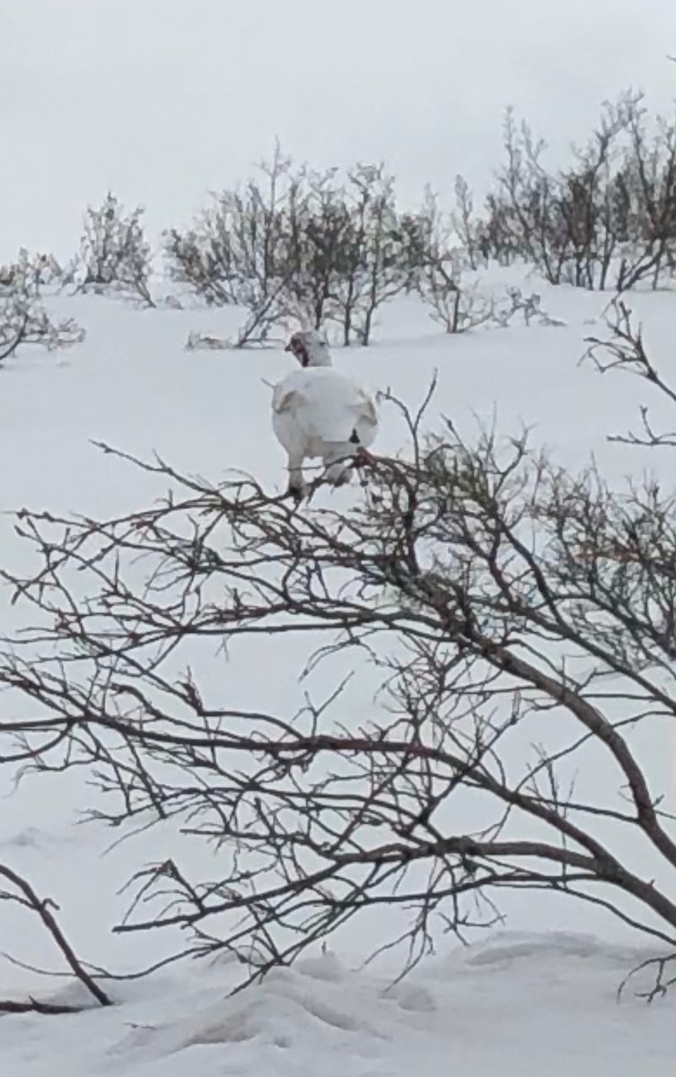 Willow Ptarmigan (Willow) - Anonymous