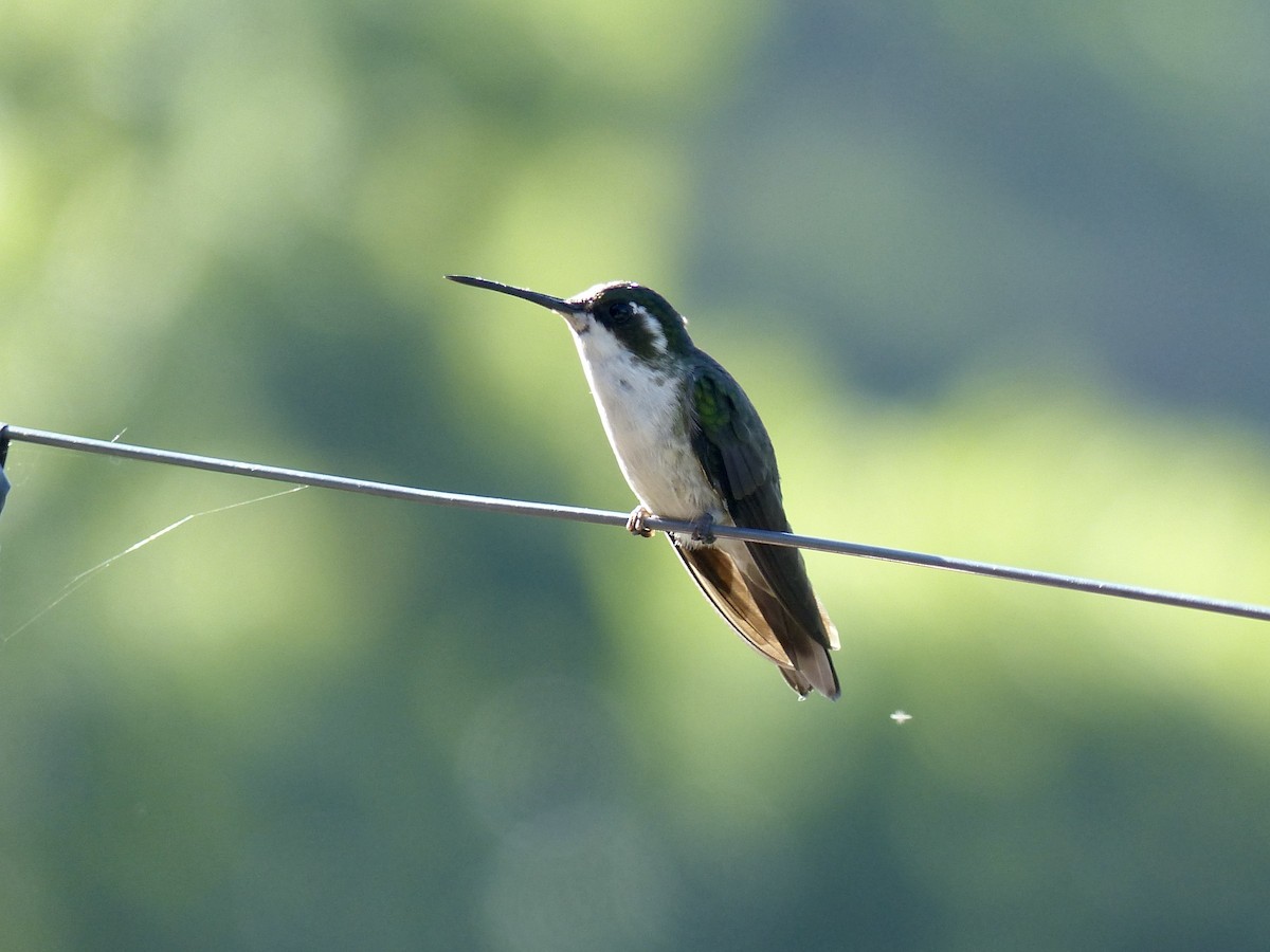 kolibřík salvadorský - ML617850562