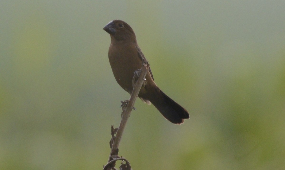 Black-billed Seed-Finch - ML617850582