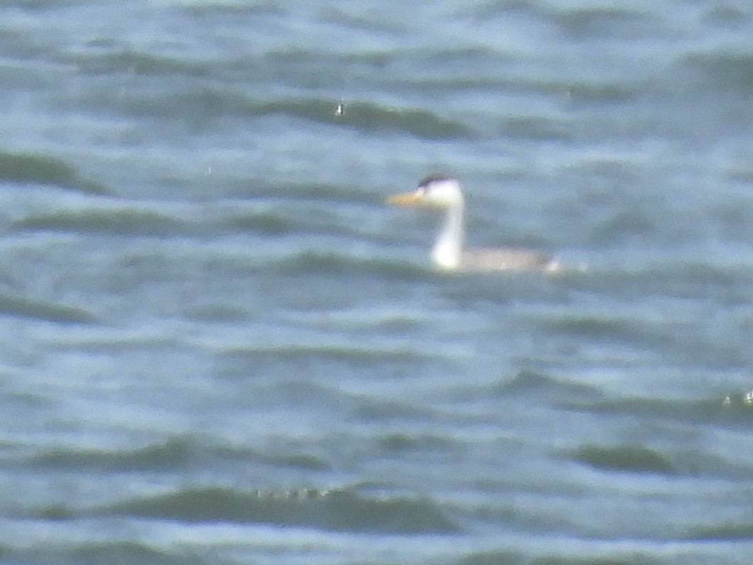 Clark's Grebe - ML617850616