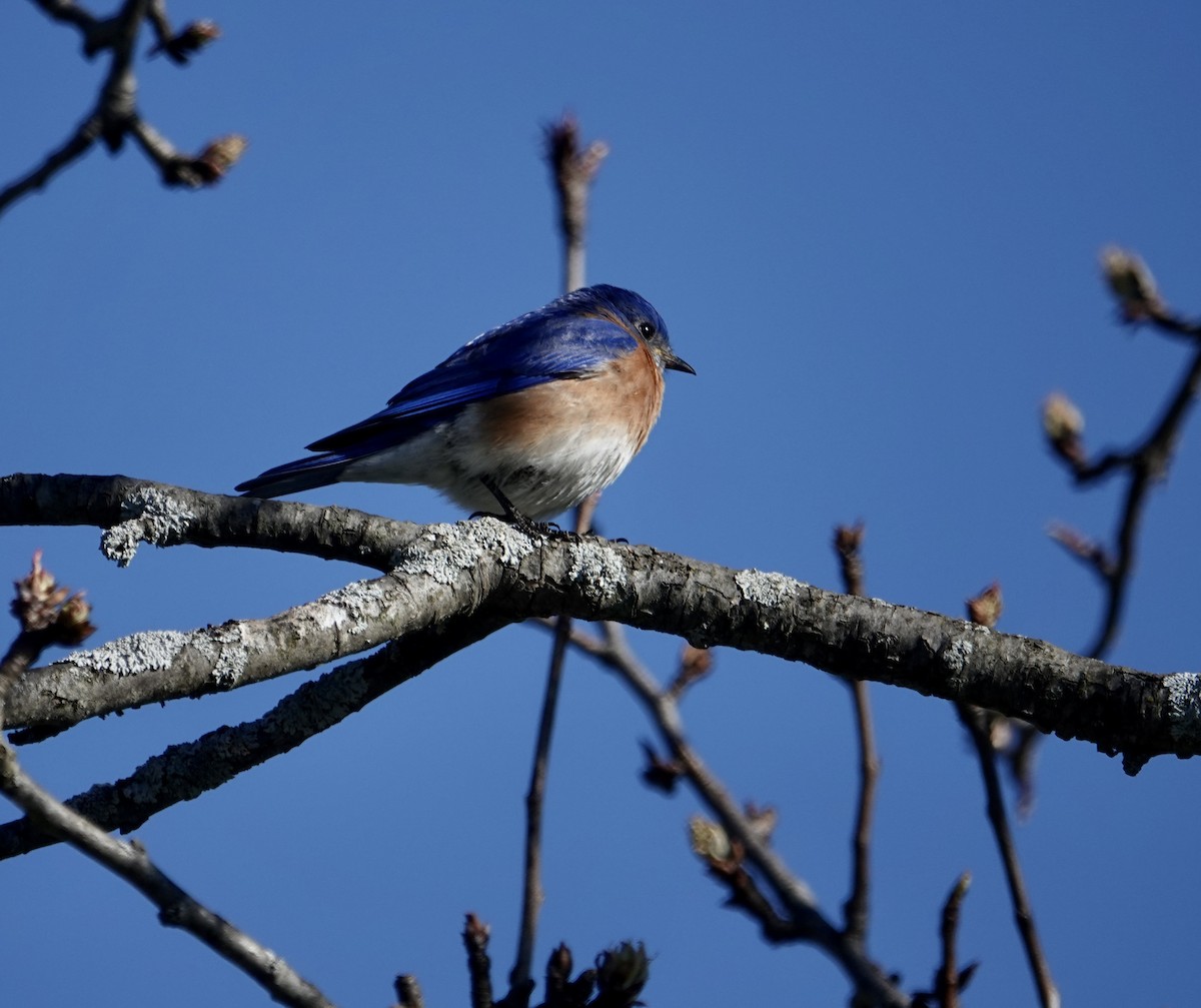 Eastern Bluebird - Rebecca Lovejoy