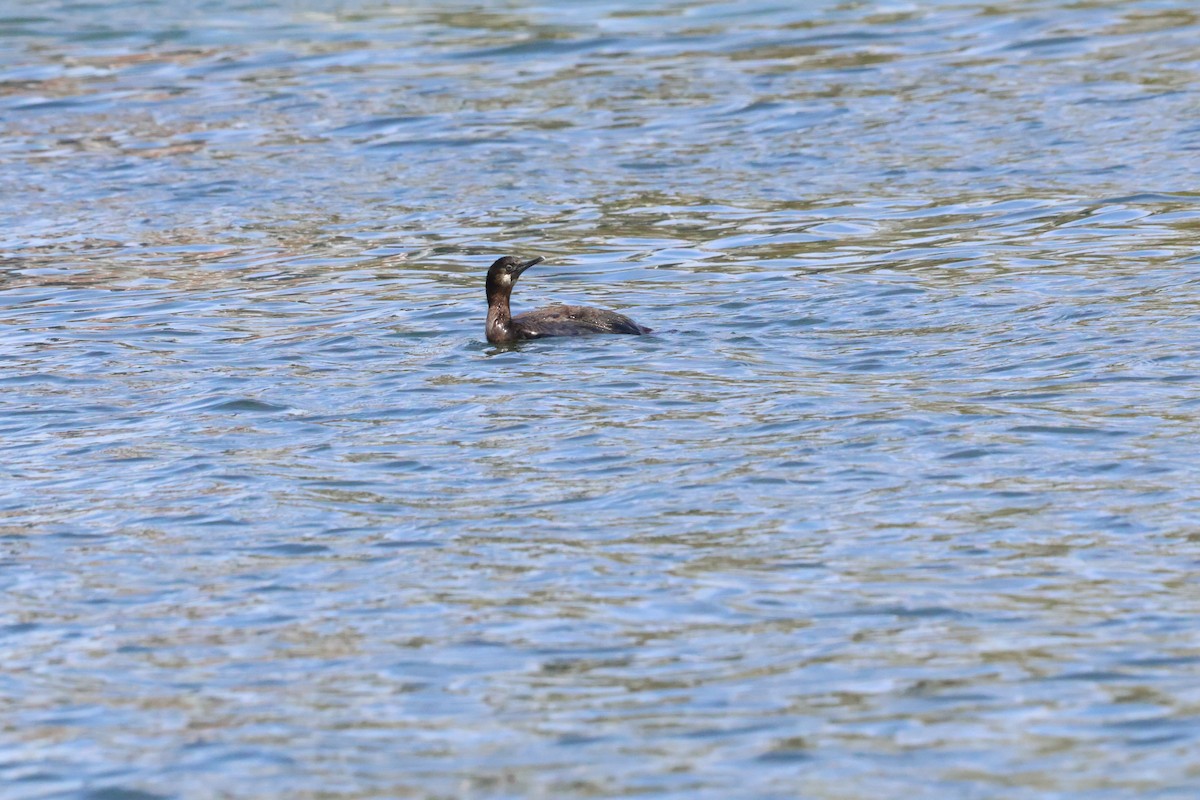 Brandt's Cormorant - ML617850647