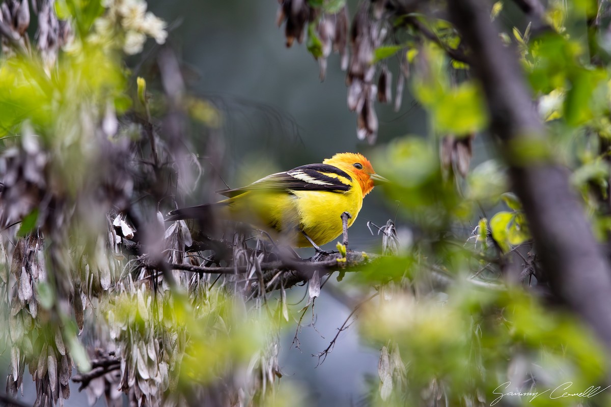 Western Tanager - Sammy Cowell
