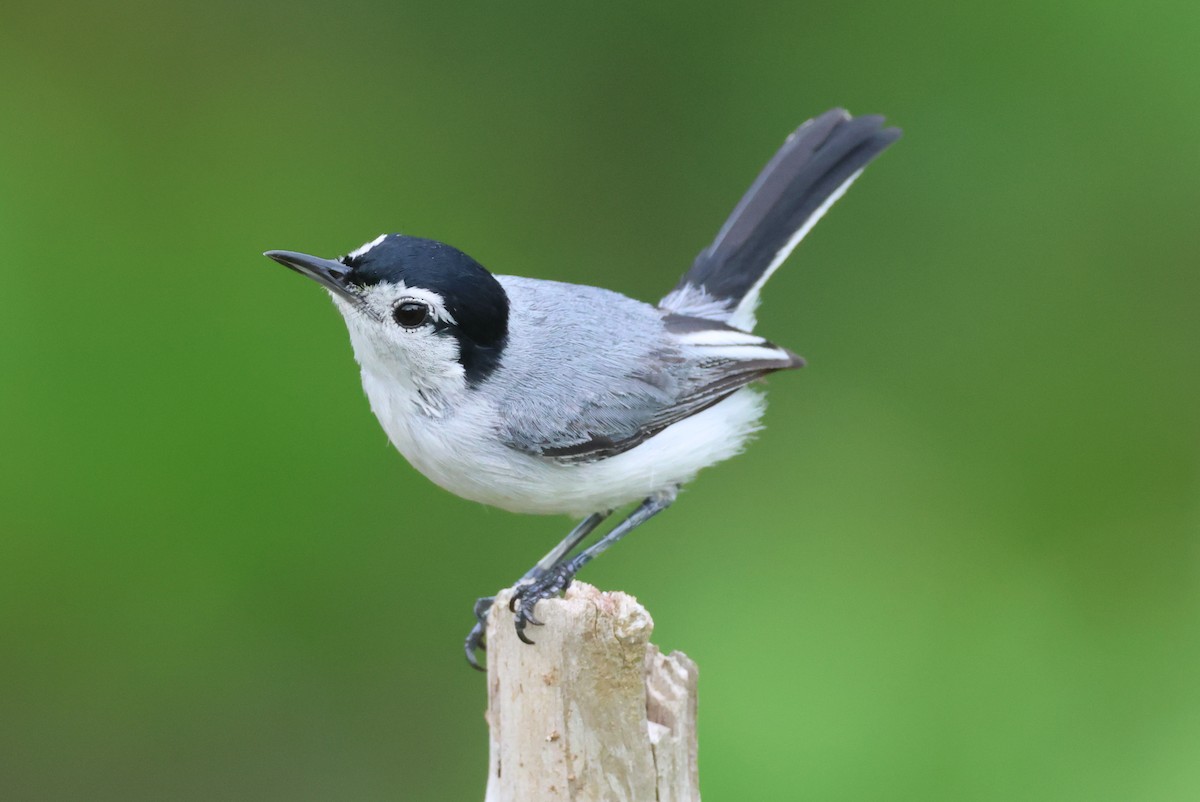White-browed Gnatcatcher - ML617850687