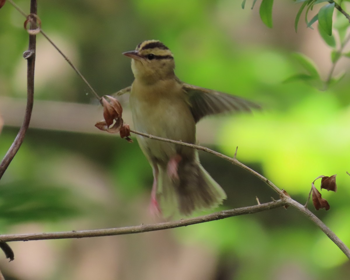 Worm-eating Warbler - Laurie Witkin