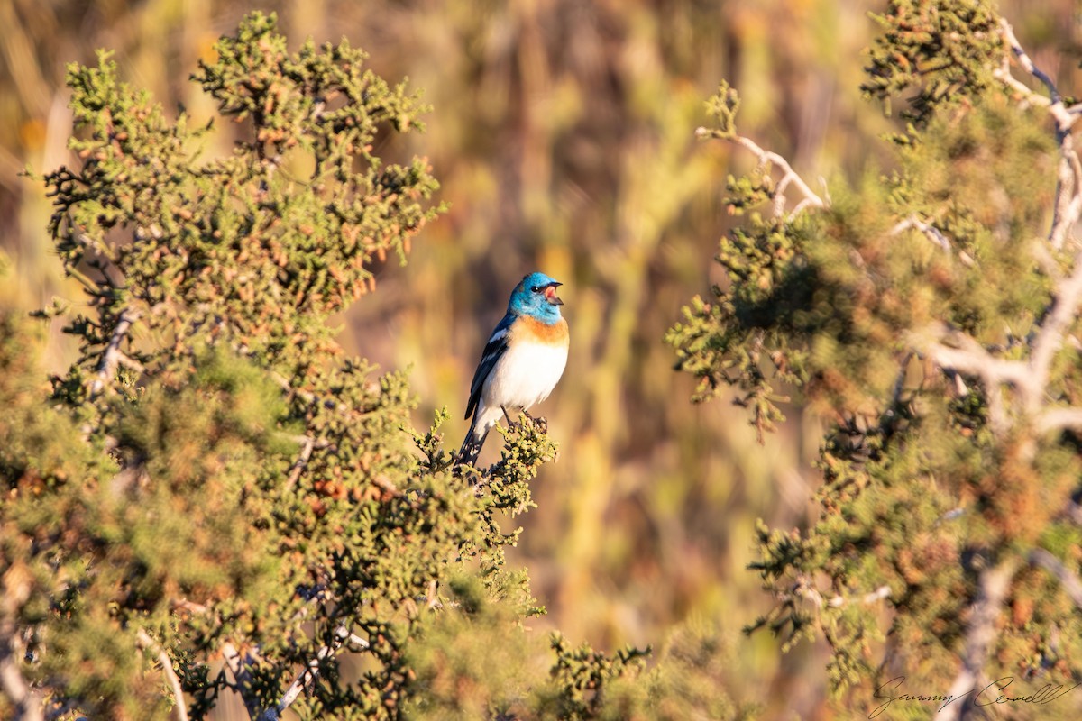 Lazuli Bunting - Sammy Cowell