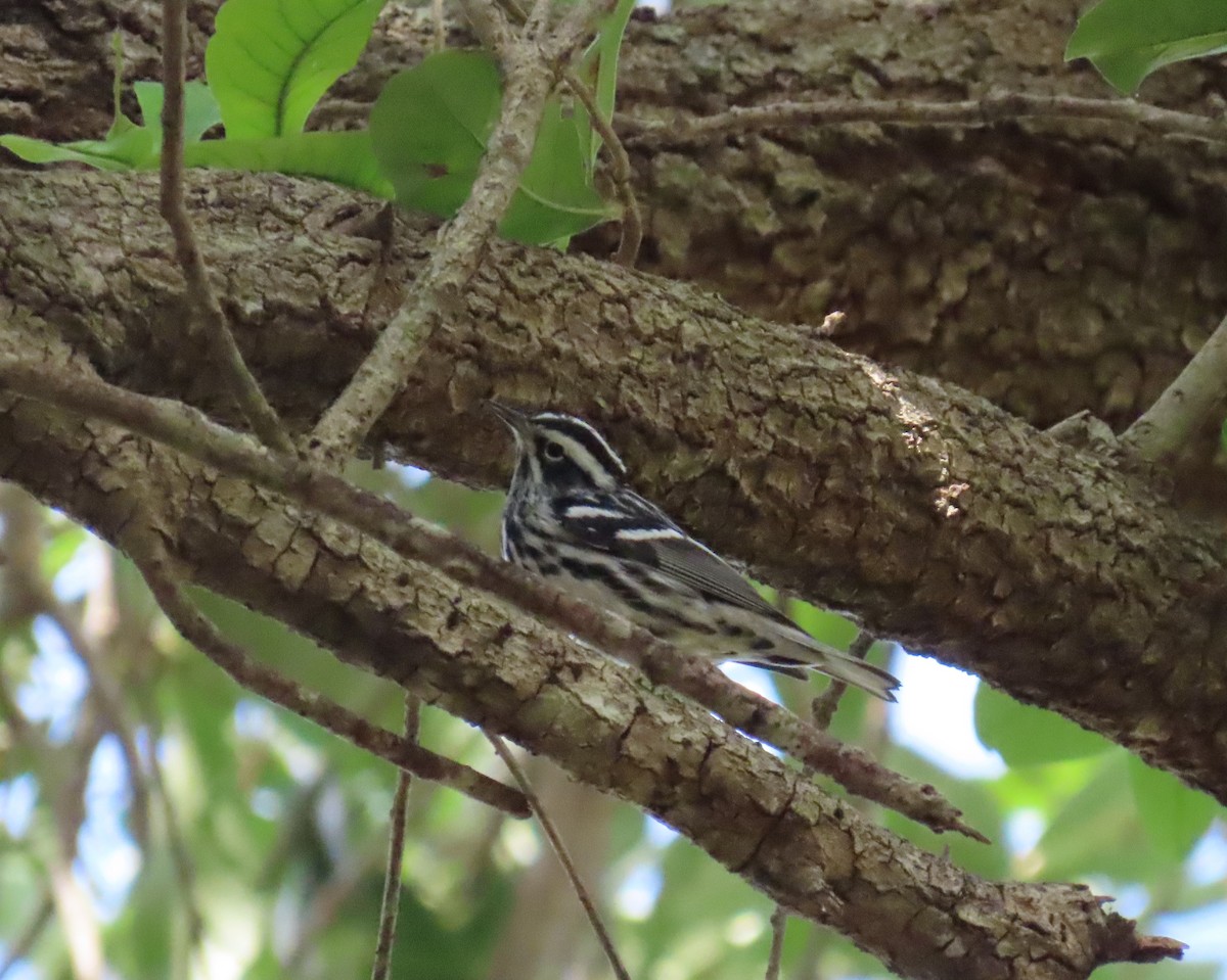 Black-and-white Warbler - Laurie Witkin