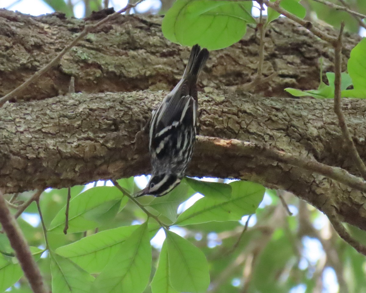 Black-and-white Warbler - Laurie Witkin