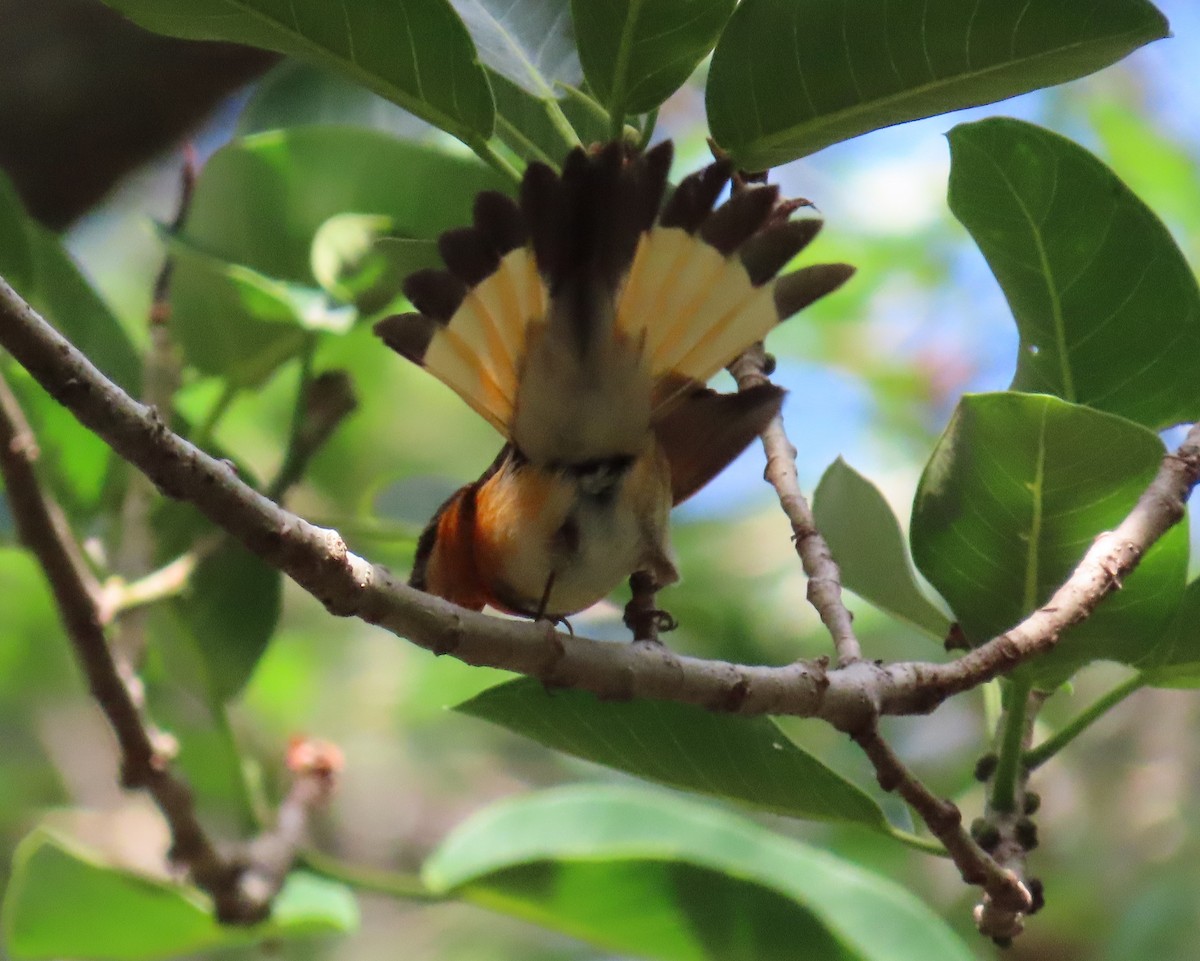 American Redstart - Laurie Witkin