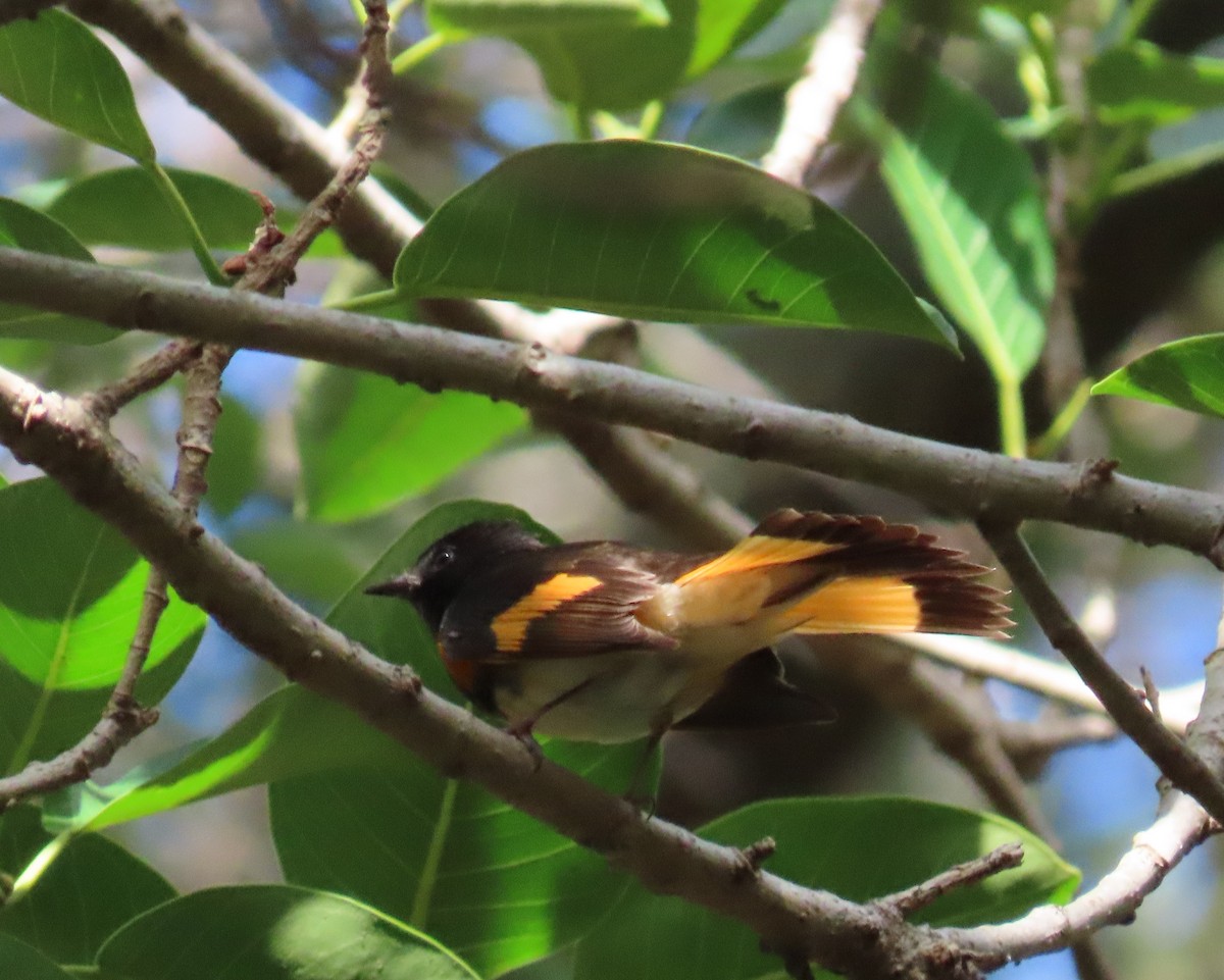 American Redstart - Laurie Witkin