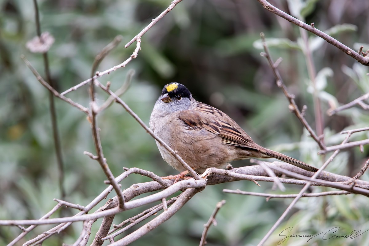 Golden-crowned Sparrow - Sammy Cowell