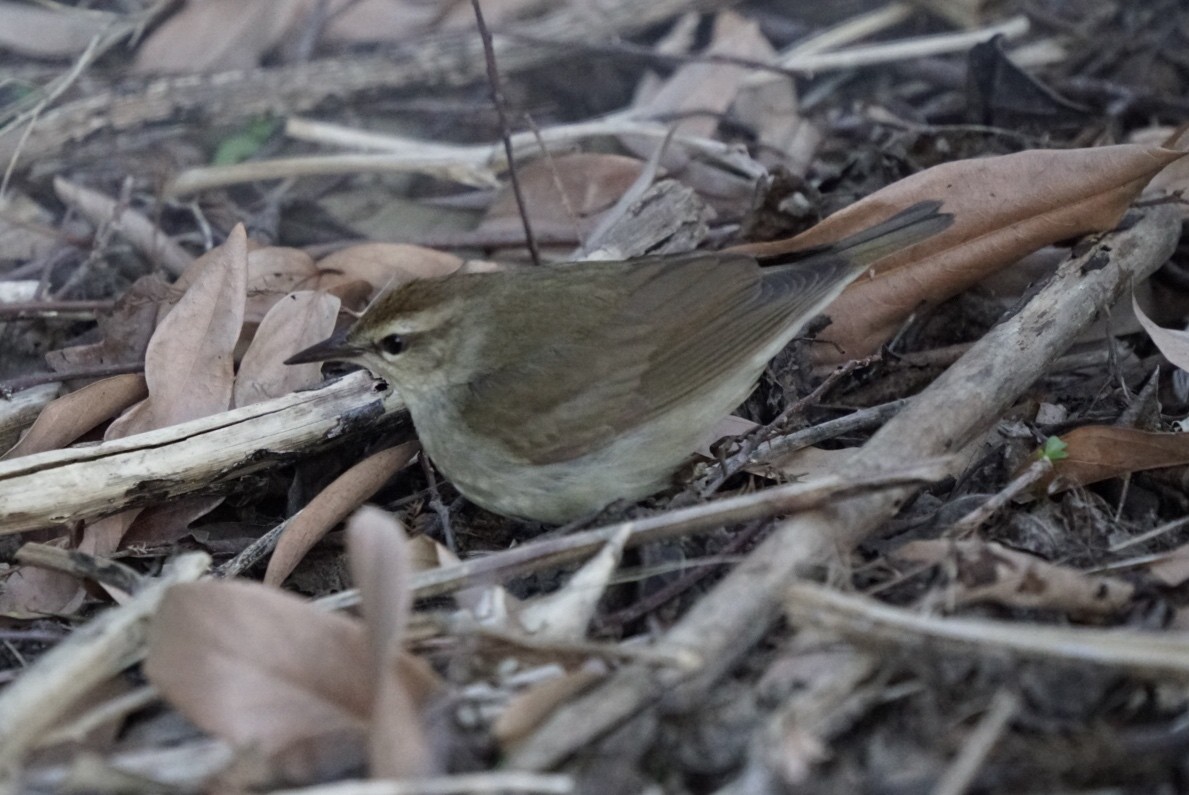 Swainson's Warbler - ML617850716