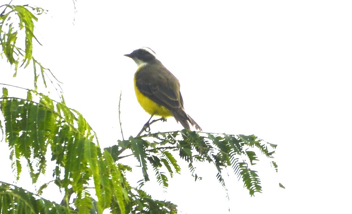 Social Flycatcher - ML617850718