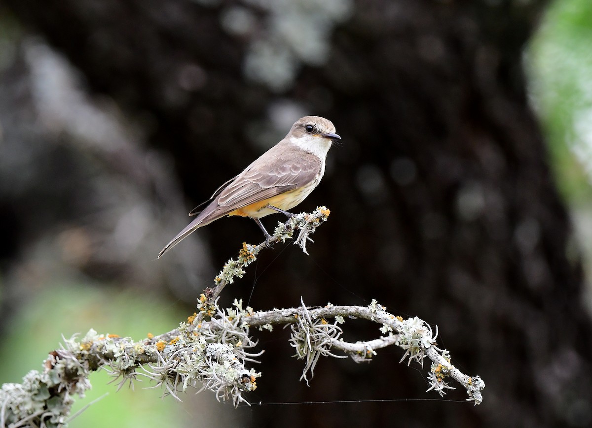 Vermilion Flycatcher - JoAnna Clayton