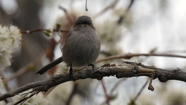 Bushtit - ML617850733