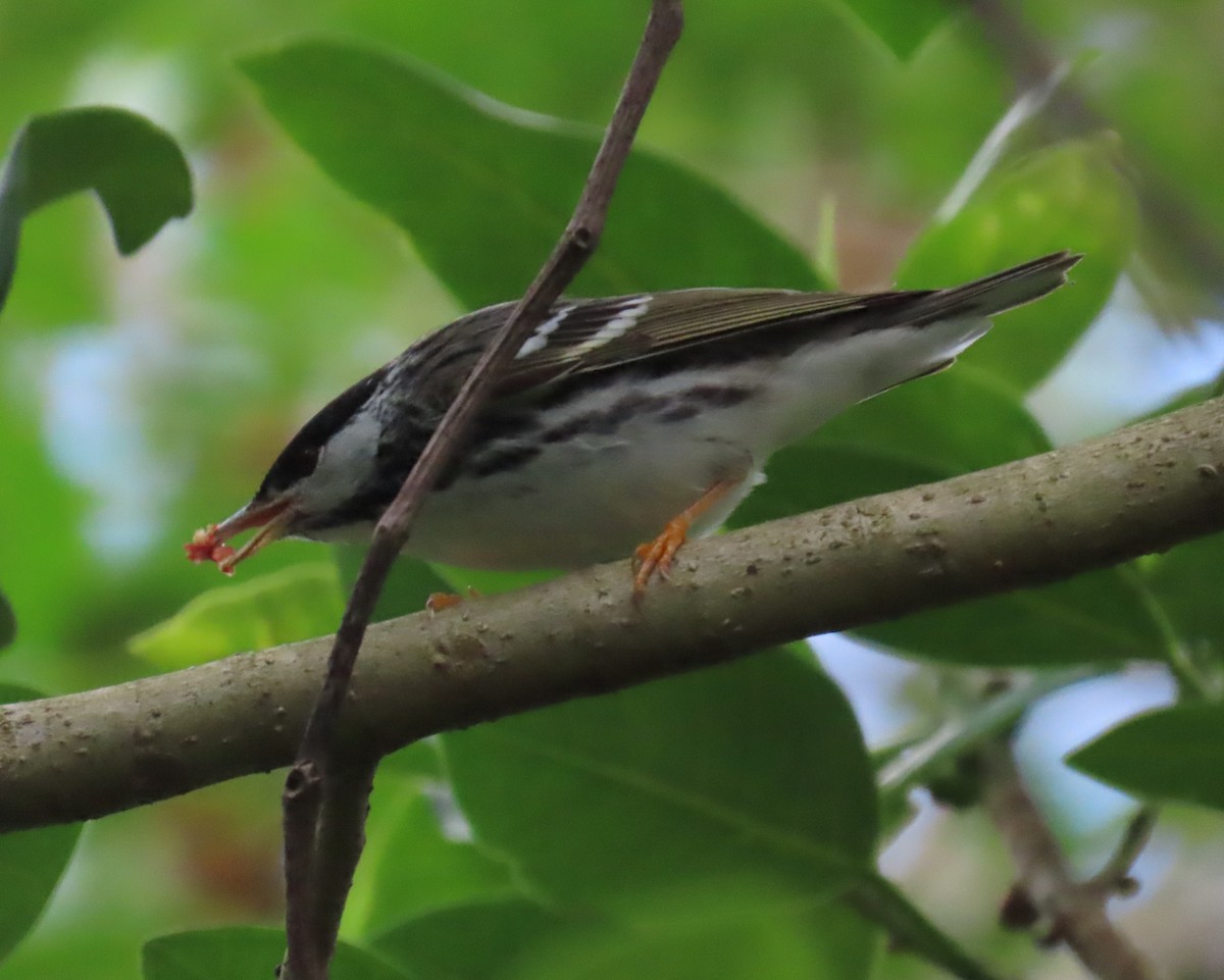 Blackpoll Warbler - Laurie Witkin