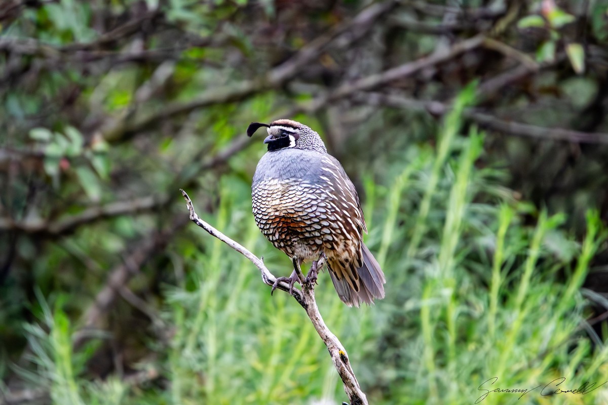 California Quail - ML617850748