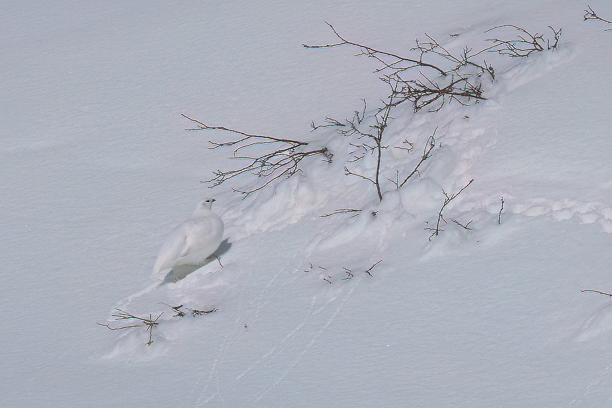 White-tailed Ptarmigan - Laval Roy