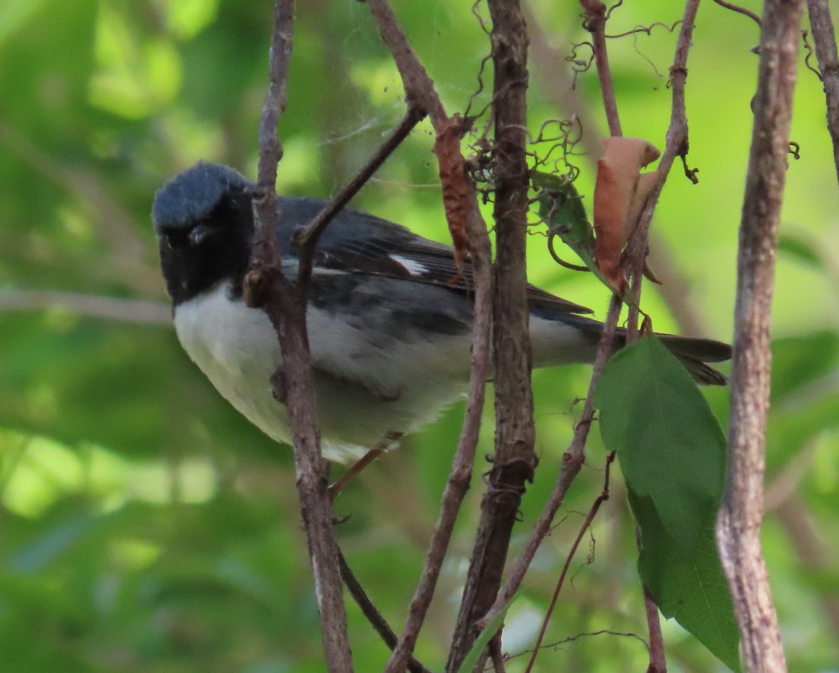 Black-throated Blue Warbler - Laurie Witkin