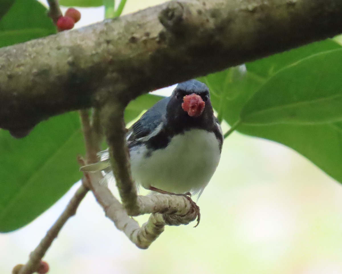 Black-throated Blue Warbler - Laurie Witkin