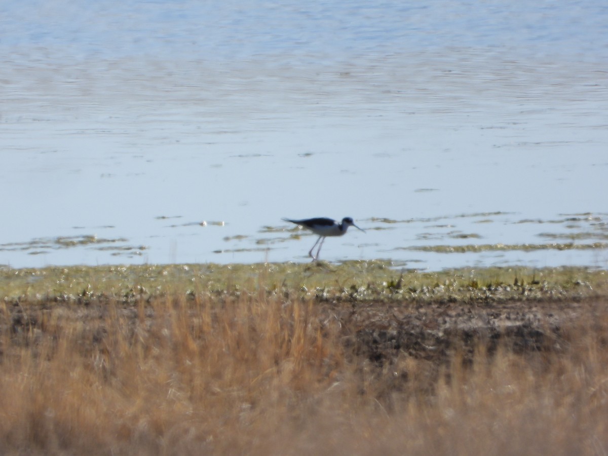 Black-necked Stilt - ML617850762