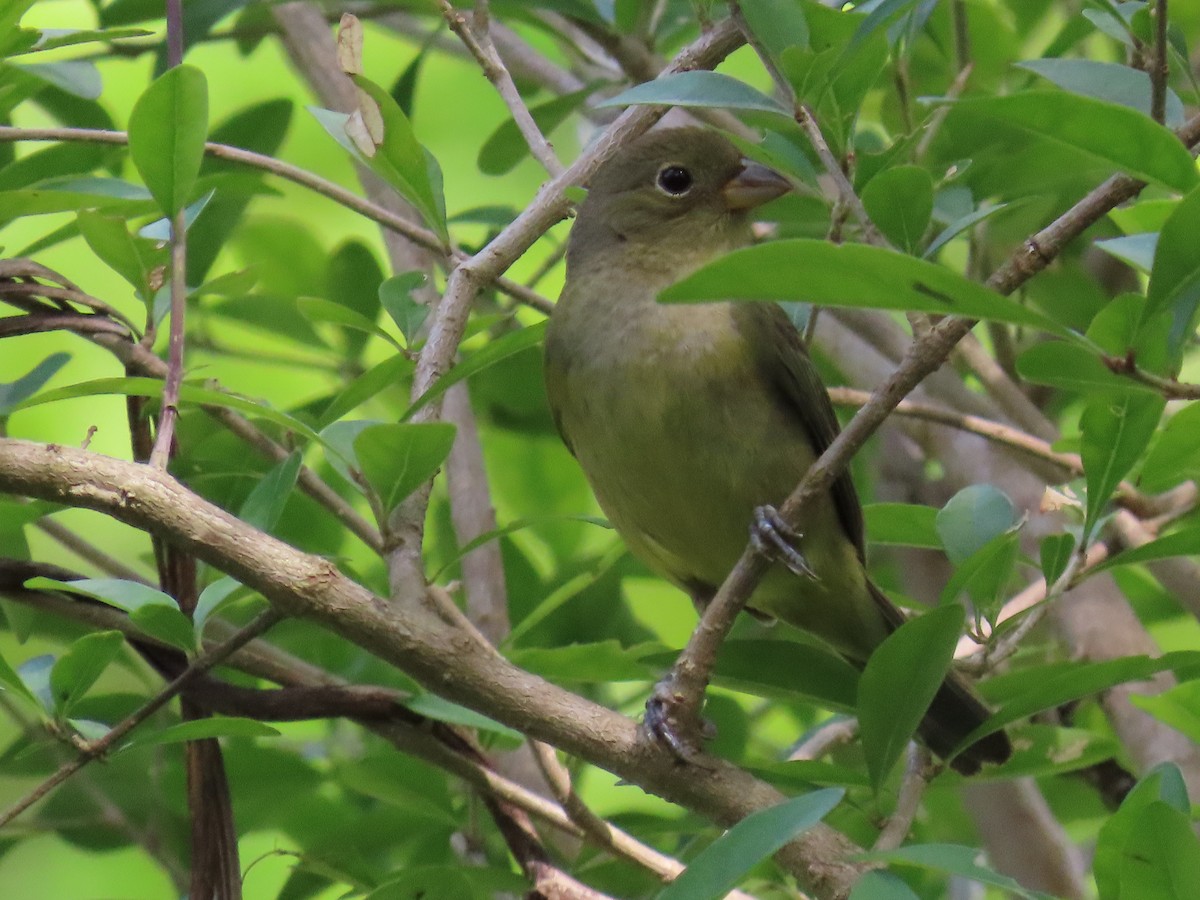 Painted Bunting - Laurie Witkin