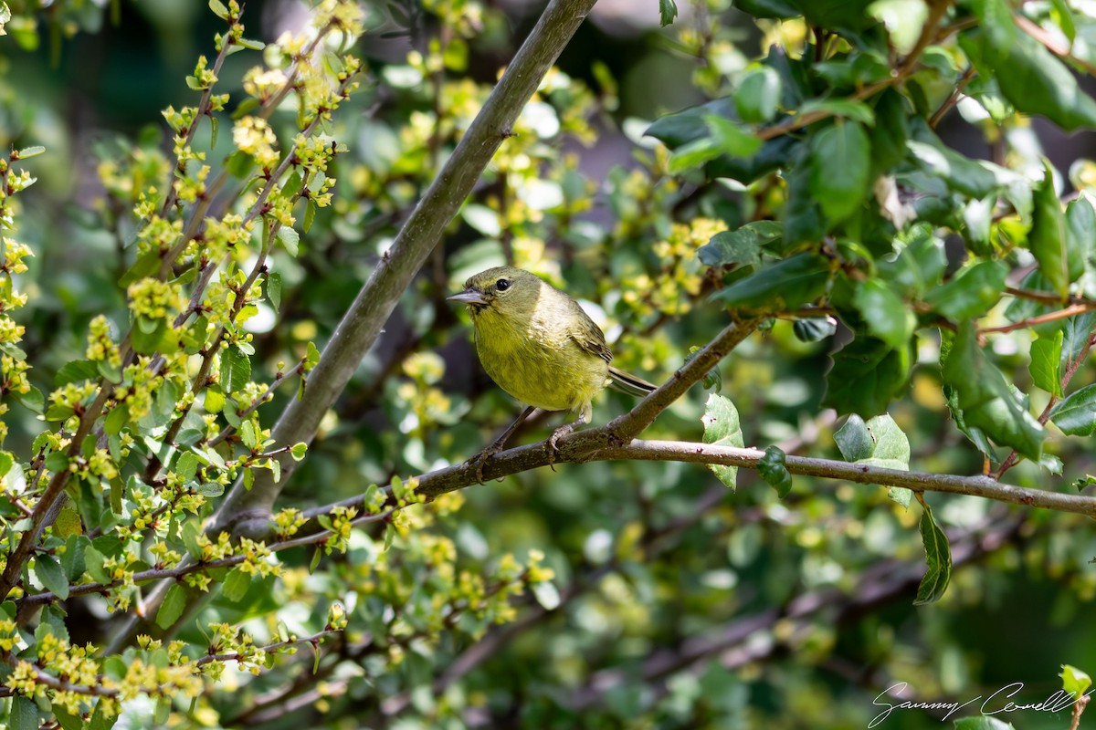 Orange-crowned Warbler - ML617850779