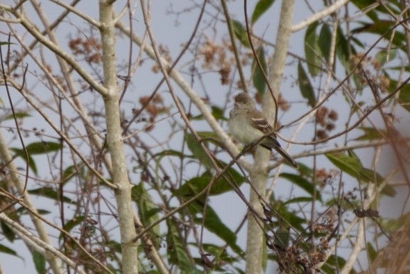 Lesser Elaenia - Teylor Redondo