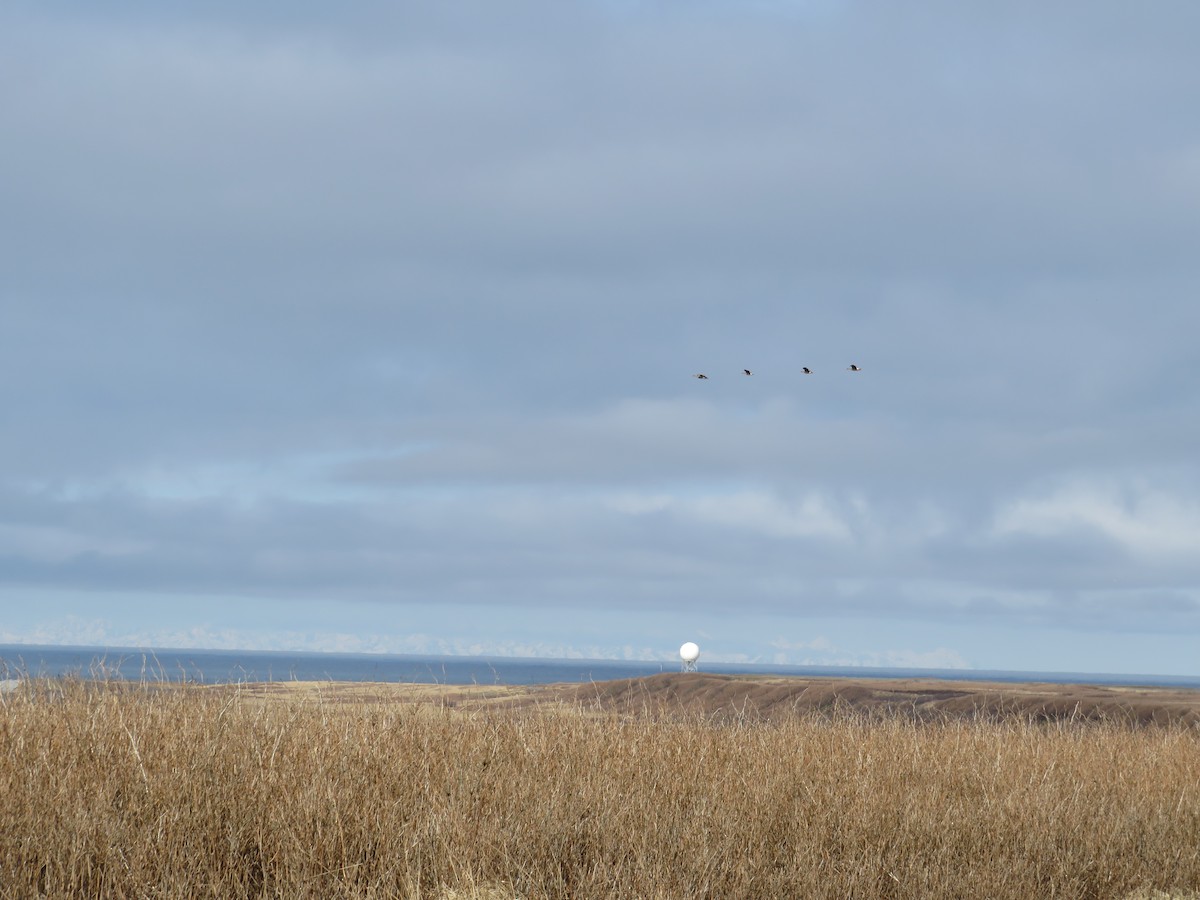 Greater White-fronted Goose - ML617850805