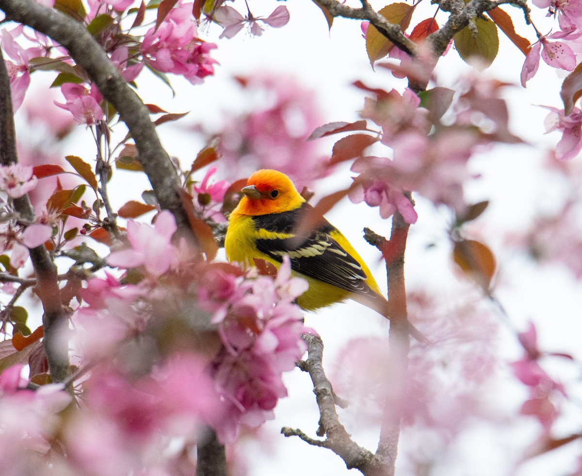 Western Tanager - Brian Barnabo