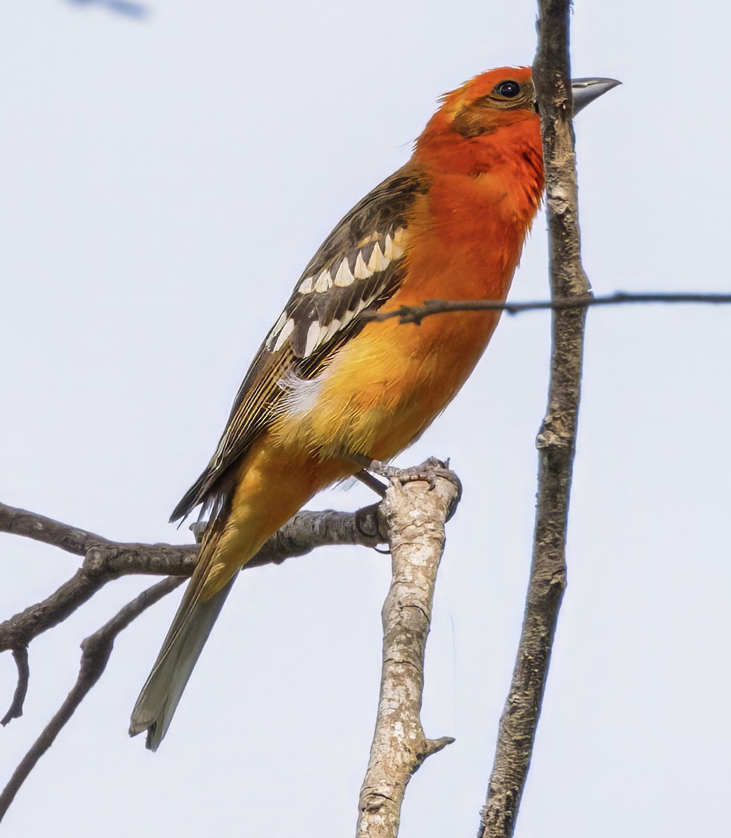 Flame-colored Tanager - Scott Young