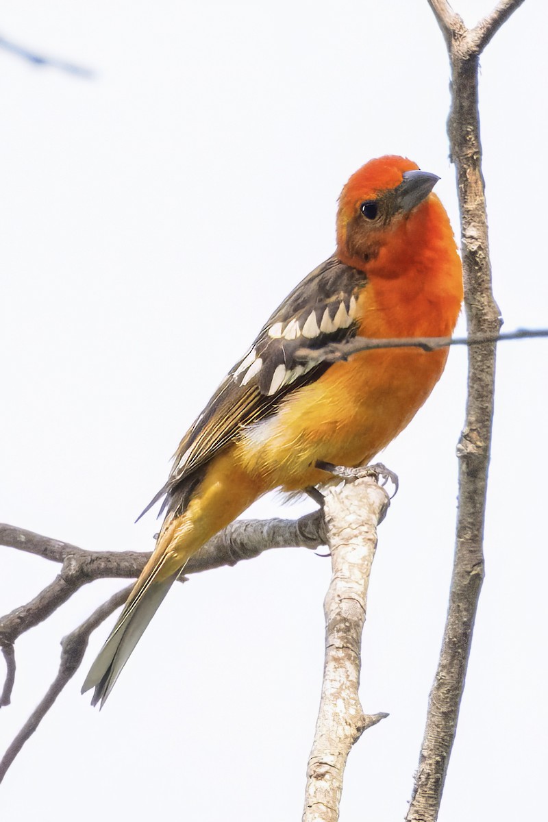 Flame-colored Tanager - Scott Young