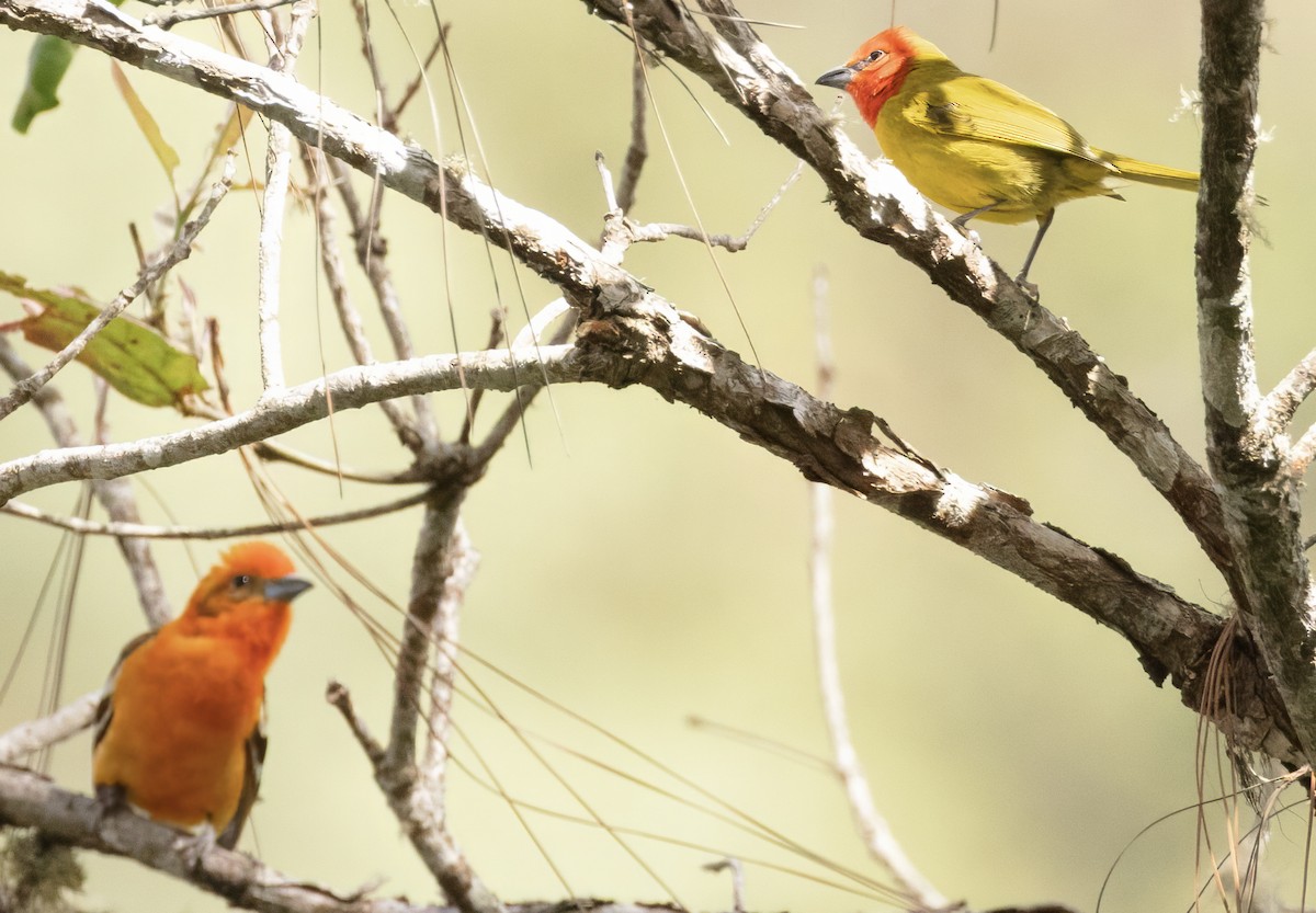 Flame-colored Tanager - Scott Young