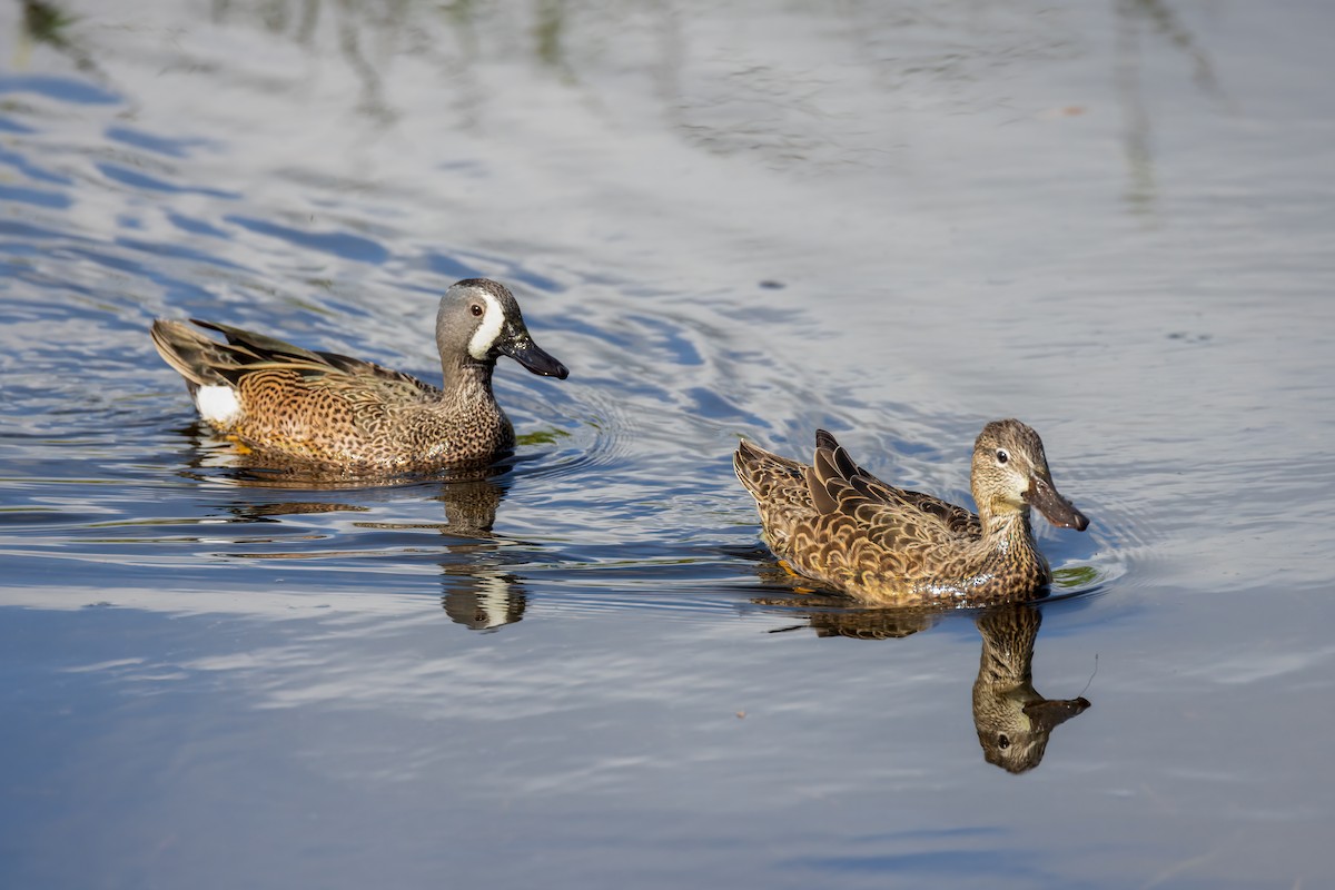 Blue-winged Teal - ML617850895