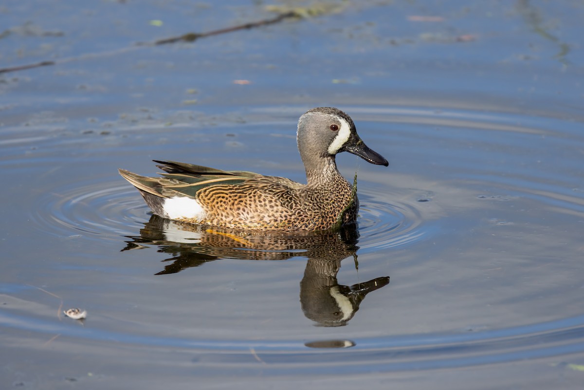 Blue-winged Teal - ML617850896