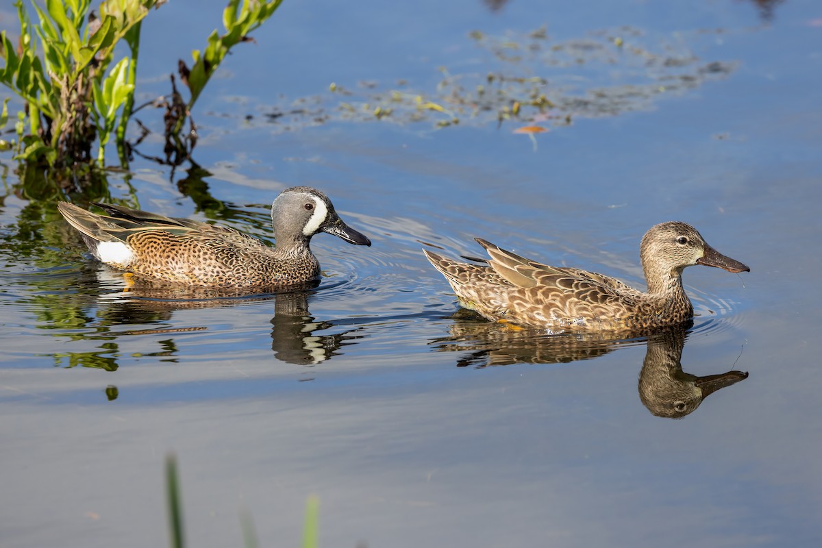Blue-winged Teal - ML617850897