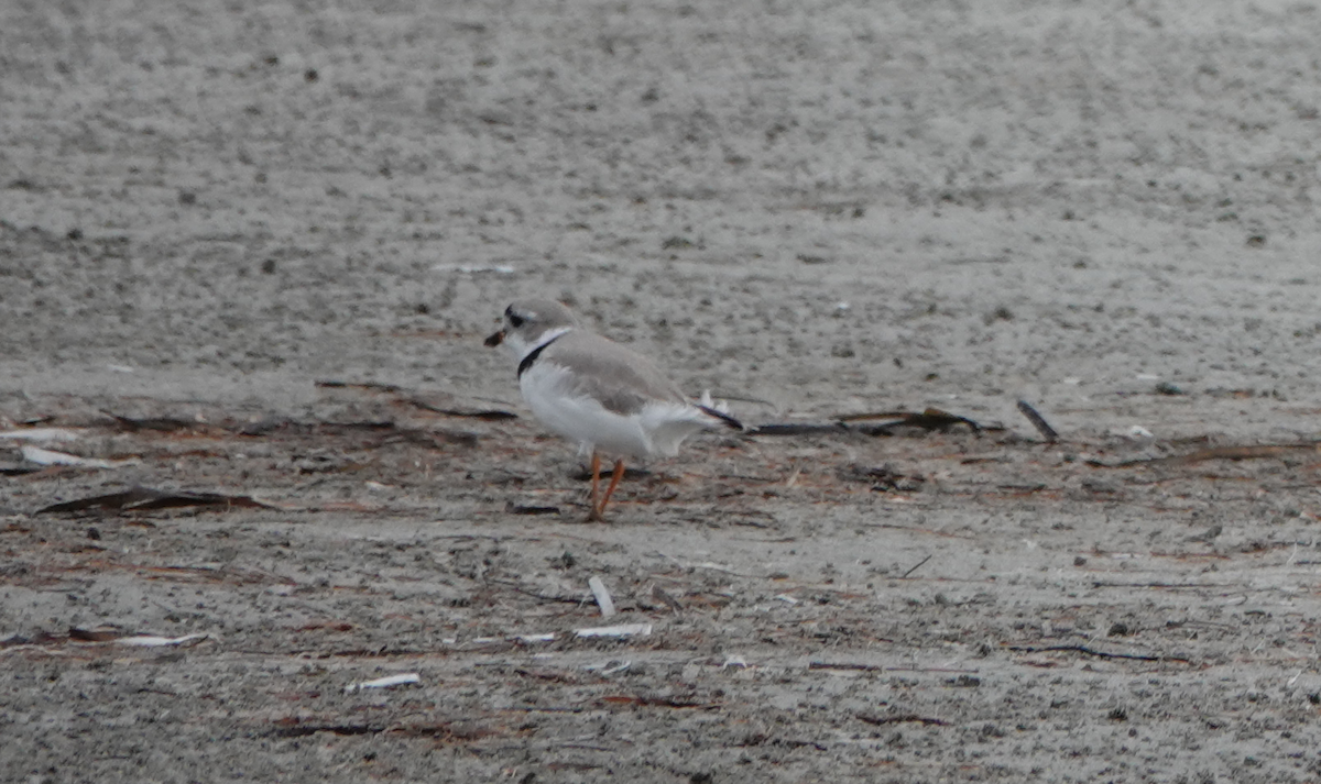 Piping Plover - ML617850914