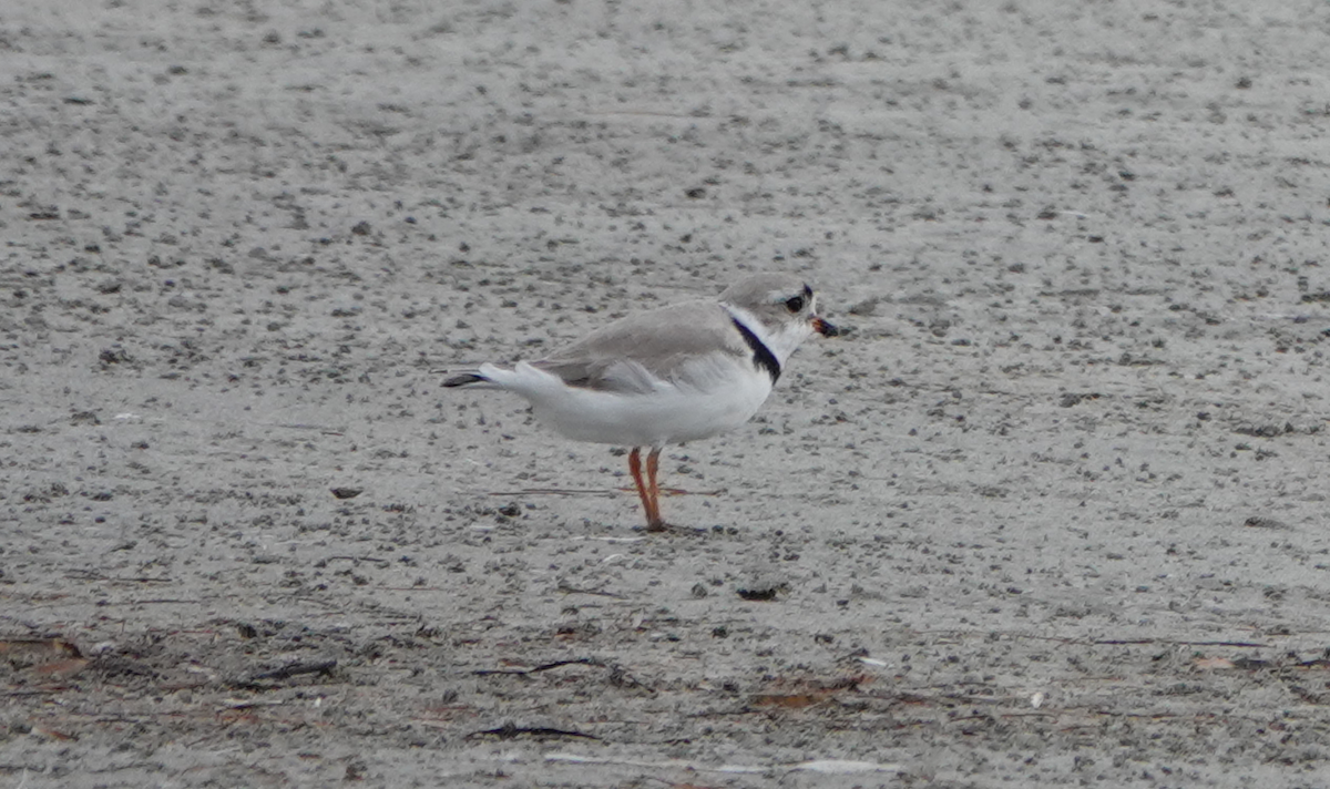 Piping Plover - ML617850915