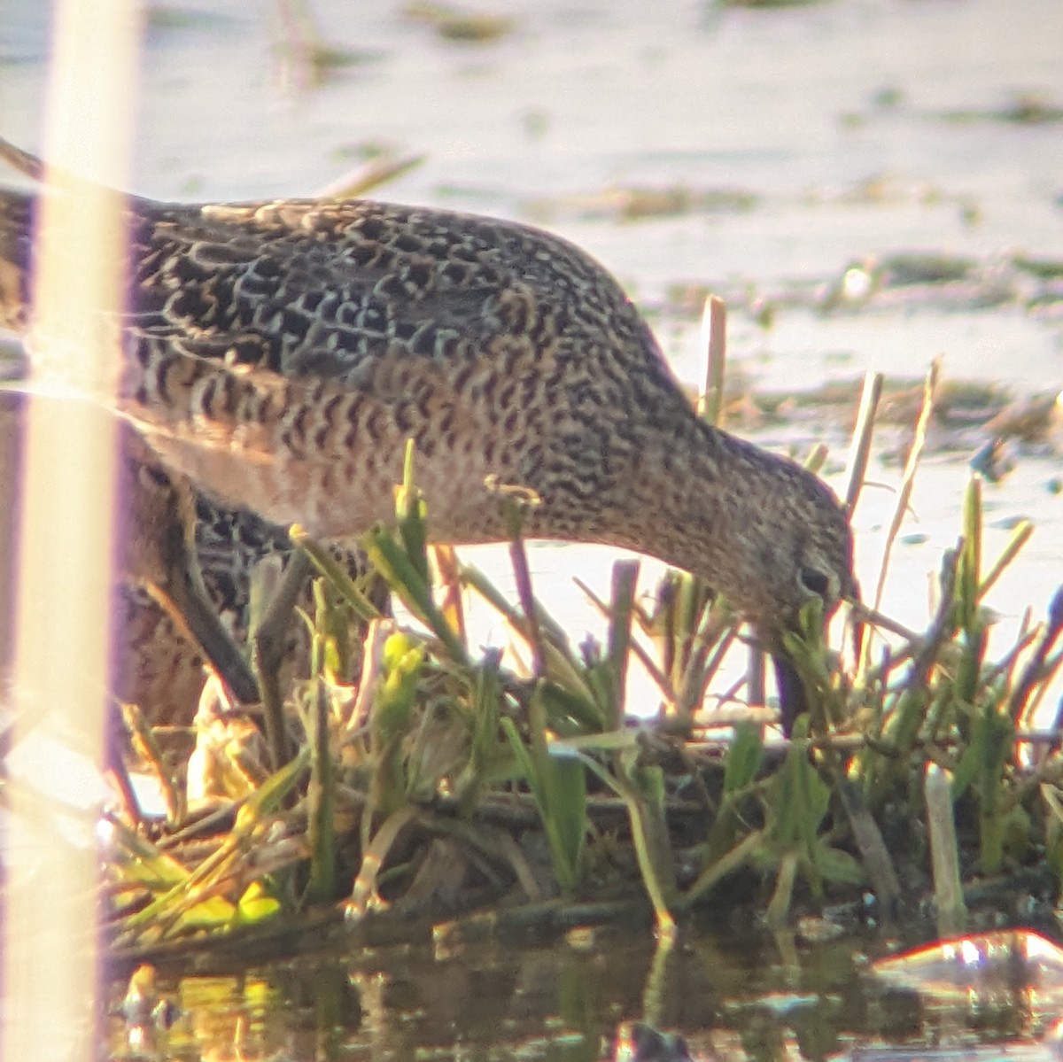 Long-billed Dowitcher - ML617850917
