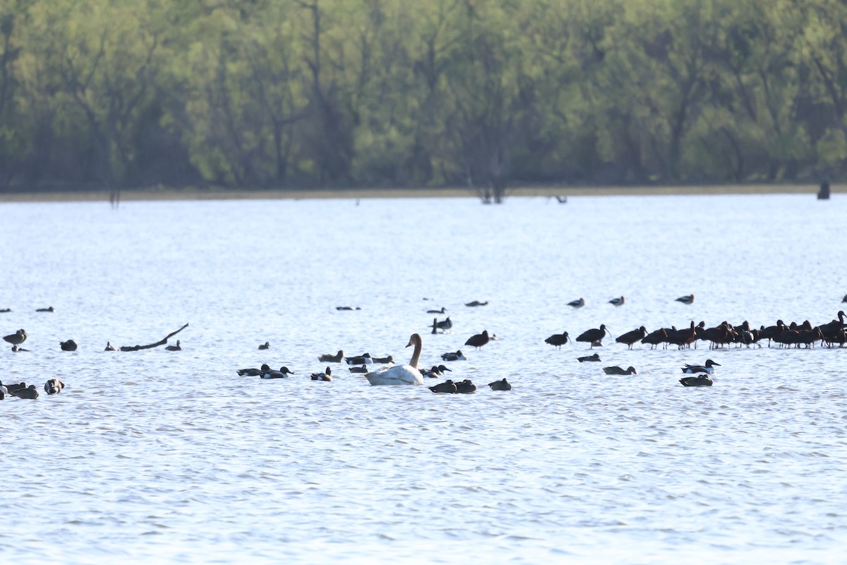 Trumpeter Swan - ML617850925