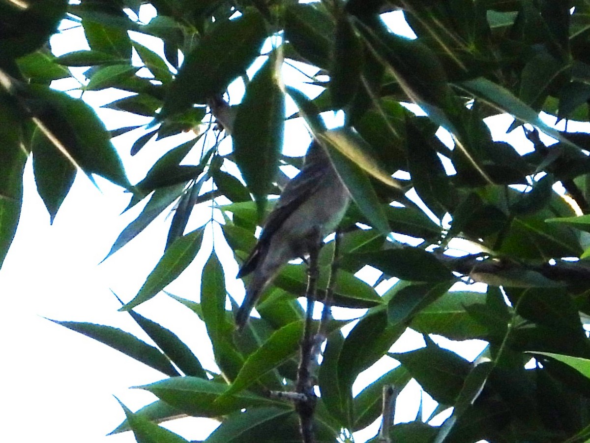 Western Wood-Pewee - Nick Komar