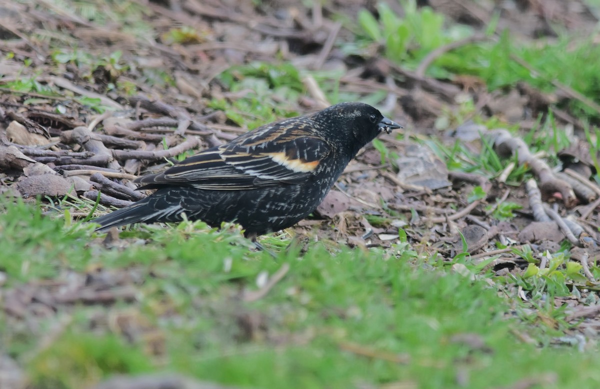 Red-winged Blackbird - ML617850962