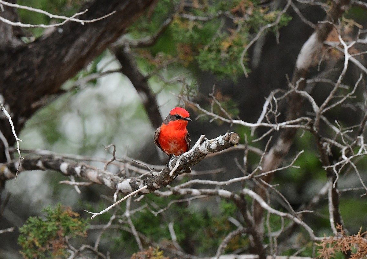 Vermilion Flycatcher - ML617851012