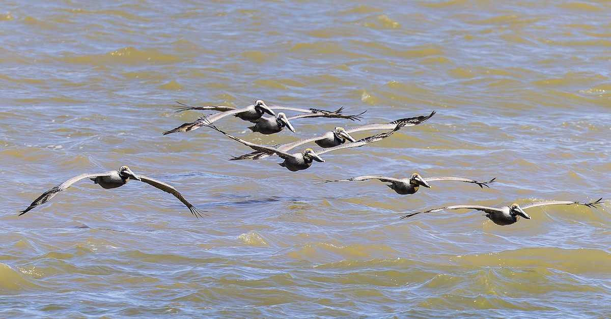 Brown Pelican - Jack Crowe