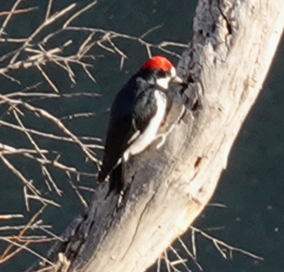 Acorn Woodpecker - David Berryman