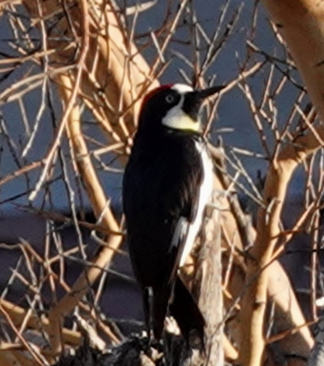 Acorn Woodpecker - David Berryman